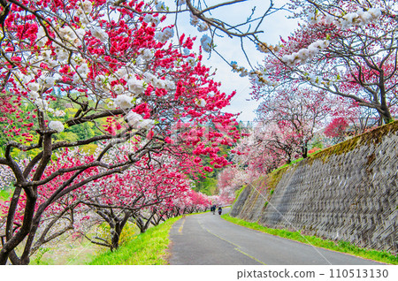 長野縣阿智村,粉紅色花朵和桃子的村莊 長野縣阿智村,粉紅色花朵和桃子的村莊 110513130