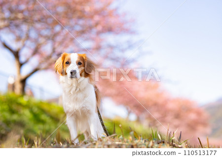 Koikerkhondye standing under the blue sky with cherry blossoms visible Koikerkhondye standing under the blue sky with cherry blossoms visible 110513177