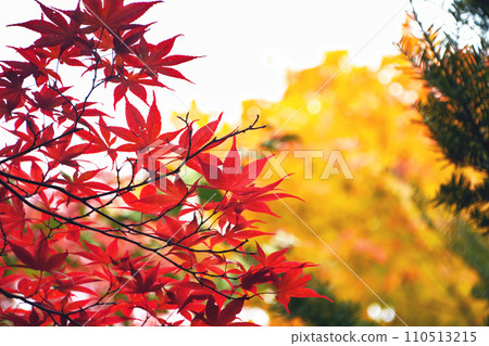 札幌十月的秋景。紅秋葉與黃樹的背景形成美麗的對比 110513215
