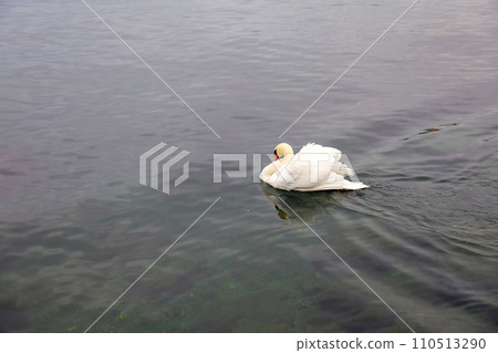 White swan is swimming on the river near the boat at swiss White swan is swimming on the river near the boat at swiss 110513290