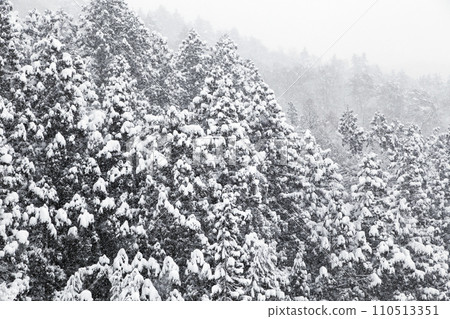 Winter forest nature. Pine forest in winter. Nature. Pine forest under snow. Natural environment. Winter forest nature. Pine forest in winter. Nature. Pine forest under snow. Natural environment. 110513351