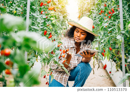 Agricultural innovation, Woman farmer checks organic tomatoes using a digital tablet in the greenhouse. Smart farming concept with the owner smiling, examining vegetables for quality. Agricultural innovation, Woman farmer checks organic tomatoes using a digital tablet in the greenhouse. Smart farming concept with the owner smiling, examining vegetables for quality. 110513370