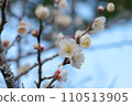 白梅花 110513905