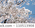我抬頭仰望的櫻花 110513908