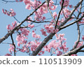 閃耀在藍天的櫻花 110513909