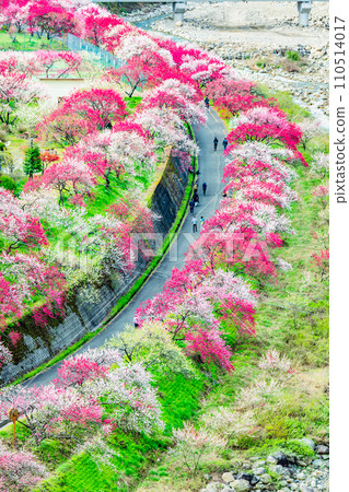 長野縣阿智村,粉紅色花朵和桃子的村莊 長野縣阿智村,粉紅色花朵和桃子的村莊 110514017