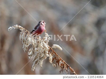 長尾雀 長尾雀 110514064