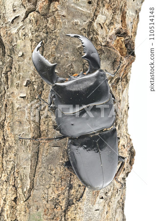 蘇門答臘山楂 蘇門答臘山楂 110514148