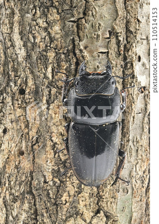 蘇門答臘山楂 110514153