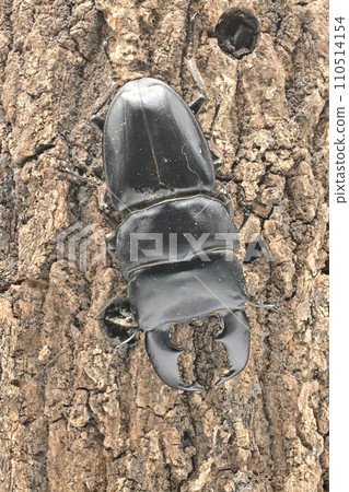 蘇門答臘山楂 110514154