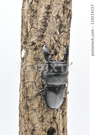 蘇門答臘山楂 110514157