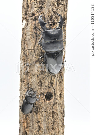 蘇門答臘山楂 110514158