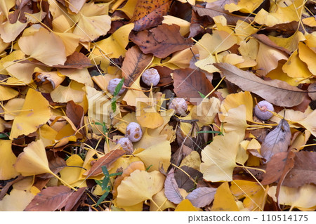 fallen leaves of ginkgo 110514175