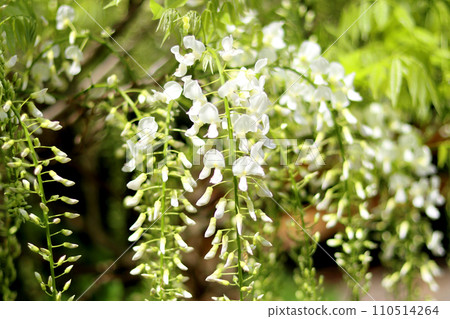 White wisteria flowers swaying in the wind 110514264