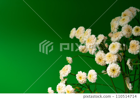 Small white flowers against green background copy space Small white flowers against green background copy space 110514714