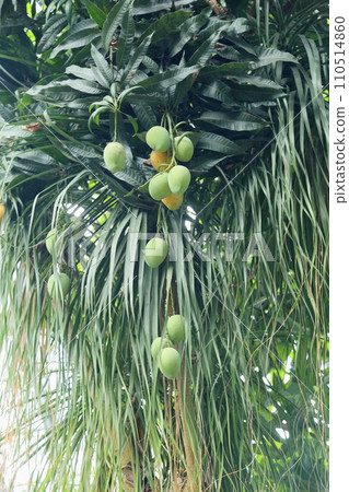 Mango fruit Mango fruit 110514860