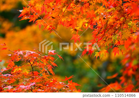 Autumn leaves in Yoro Park, Gifu Prefecture 110514866