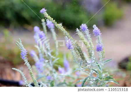 Refreshing touteiran flowers 110515318