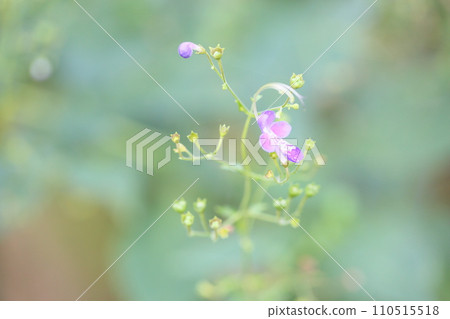 Flowers of Caliphone Flowers of Caliphone 110515518