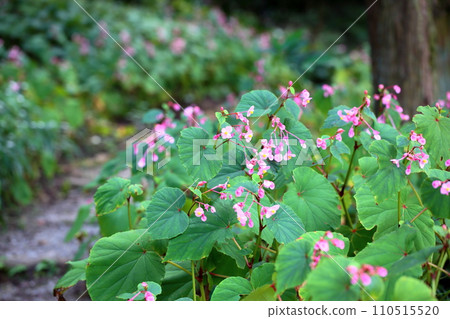 Shiu-kaido之花 110515520