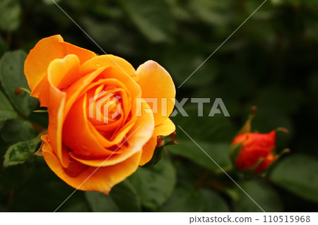 yellow rose moist yellow rose moist 110515968