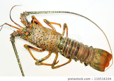 三重縣伊勢龍蝦 110516104