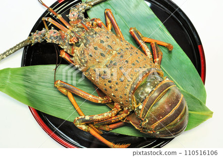 三重縣伊勢龍蝦 三重縣伊勢龍蝦 110516106