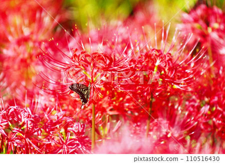 Bright red spider lily flower field, old lens photography Bright red spider lily flower field, old lens photography 110516430