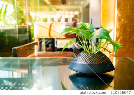 Spotted betel in pot on table 110516647