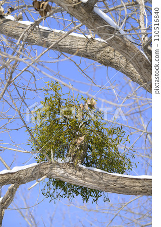 Mistletoe Mistletoe 110516840