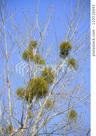Mistletoe Mistletoe 110516842