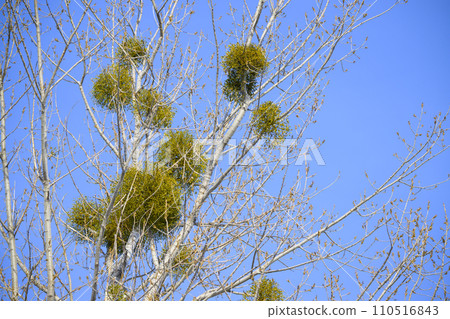 Mistletoe Mistletoe 110516843