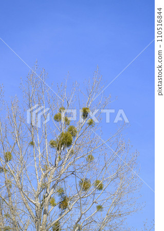 Mistletoe Mistletoe 110516844