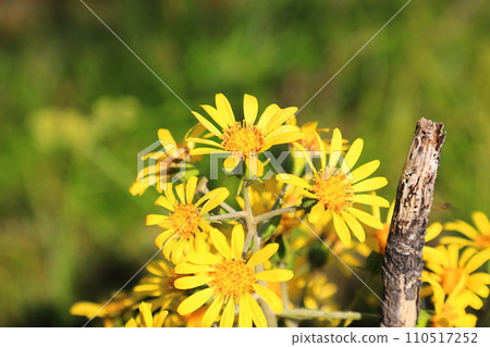 黃色山茶花 110517252