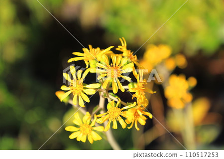 黃色山茶花 110517253