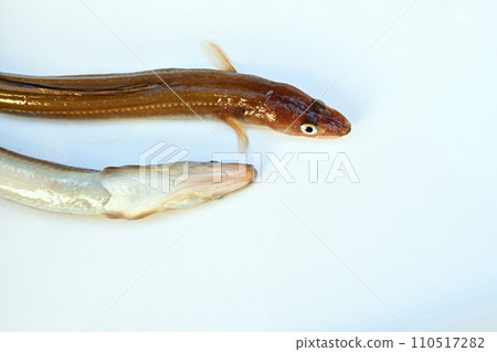 Conger eel caught at Hasaki Shinko Port Conger eel caught at Hasaki Shinko Port 110517282