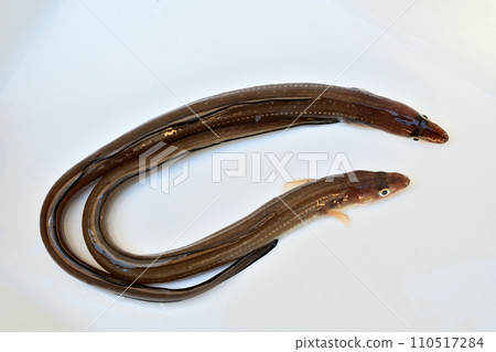 Conger eel caught at Hasaki Shinko Port Conger eel caught at Hasaki Shinko Port 110517284