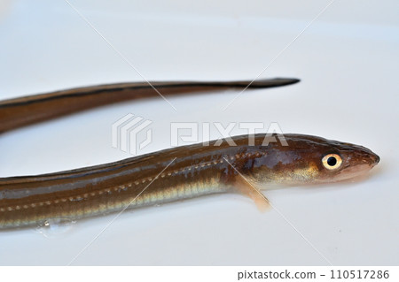 Conger eel caught at Hasaki Shinko Port Conger eel caught at Hasaki Shinko Port 110517286