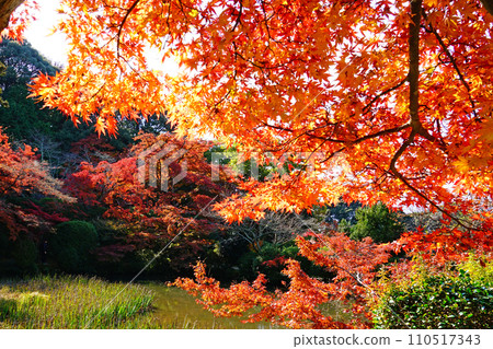 Nagatake-ji Temple Autumn leaves Nara Prefecture 110517343