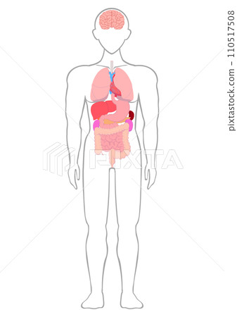 major human organs major human organs 110517508