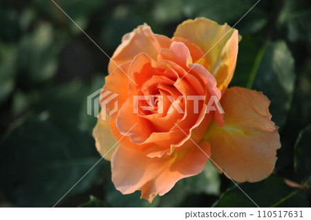 美麗的玫瑰花朵 110517631