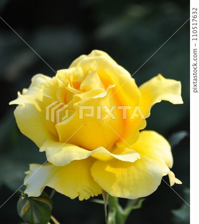 黃玫瑰 110517632