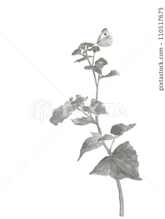 手繪單調插畫的油菜花和白菜蝴蝶在春田裡盛開水彩畫白色背景透明背景 110517675