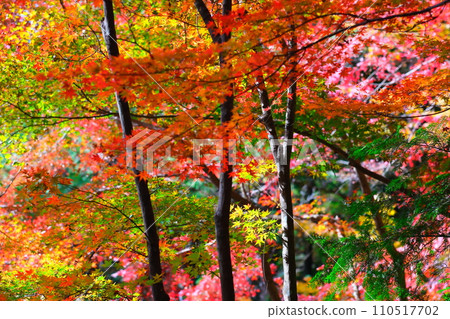 Oyada Shrine Momiji Valley Oyada Shrine Momiji Valley 110517702