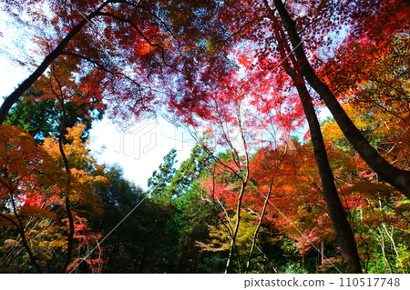 Oyada Shrine Momiji Valley Oyada Shrine Momiji Valley 110517748
