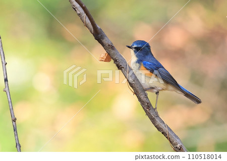 藍鳥‗雄性紅尾鴝 藍鳥‗雄性紅尾鴝 110518014