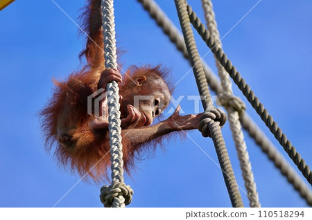 Asahiyama Zoo Orangutan Hall Baby Bornean orangutan Asahiyama Zoo Orangutan Hall Baby Bornean orangutan 110518294