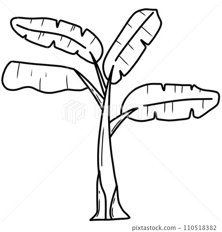 coloring book art supply of banana tree 110518382