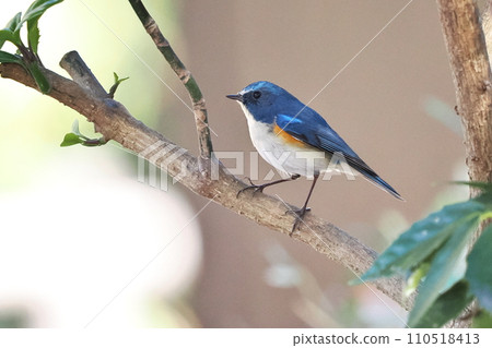 Blue bird‗Male Redstart 110518413
