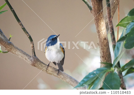 藍鳥‗雄性紅尾鴝 藍鳥‗雄性紅尾鴝 110518483